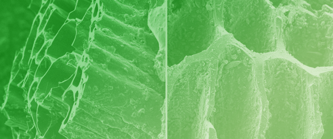 NO<sub>2</sub> Adsorption on Biochar Derived from Wood Shaving Litter: Understanding Surface Chemistry and Adsorption Mechanisms