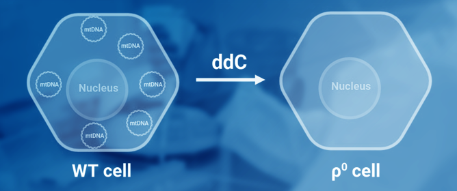 Zalcitabine Facilitates the Elimination of mtDNA