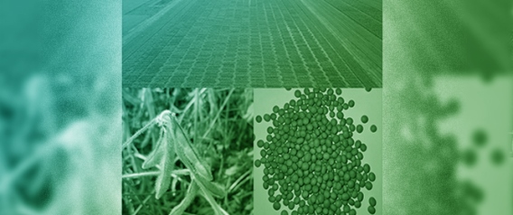 Evaluation of Short-Season Soybean (<em>Glycine max</em> (L.) Merr.) Breeding Lines for Tofu Production