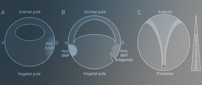 Wnt Dignaling Generates Asymmetry to Establish Embryonic Axes