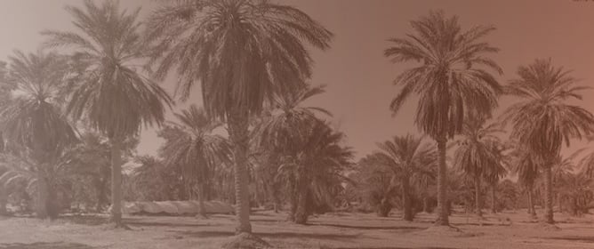 Improving Soil Properties with Date Palm Residues: Compost and Biochar Effects