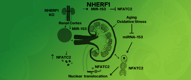 Role of NHERF1 in MicroRNA Landscape Changes in Aging Mouse Kidneys