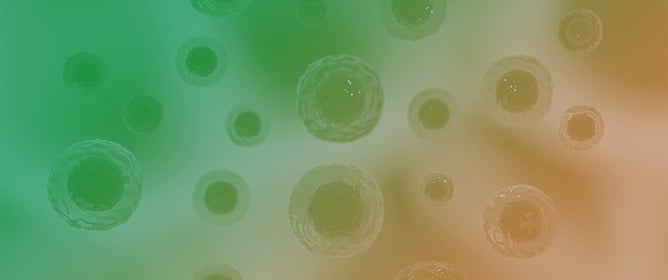 Estrogenic Responsiveness of Brown Trout Primary Hepatocyte Spheroids