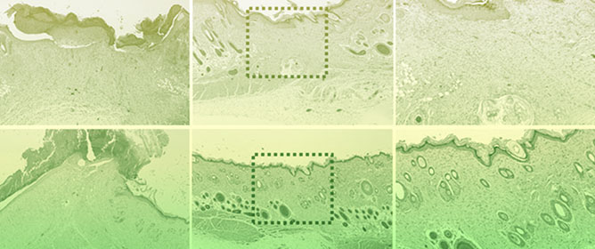 Injectable Biomimetic Gels for Biomedical Applications