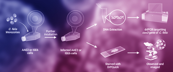 The Establishment of a Novel In Vitro System for Culturing <em>Cytauxzoon felis</em>