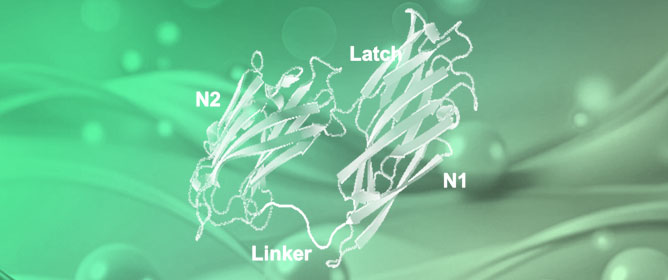 Role of N1-Domain, Linker, N2-Domain, and Latch in the Binding Activity and Stability of the Collagen-Binding Domain for the Collagen-Binding Protein Cbm from <em>Streptococcus mutans</em>