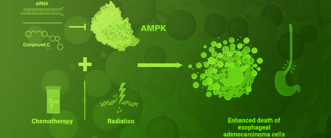 AMPK Activation Serves as a Common Pro-Survival Pathway in Esophageal Adenocarcinoma Cells