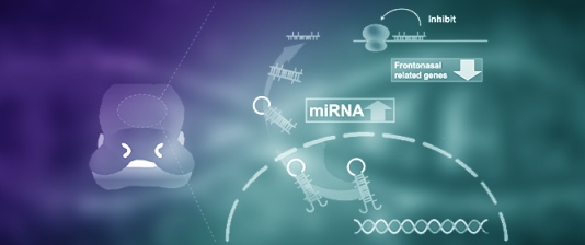 MicroRNAs Related to Frontonasal Malformations