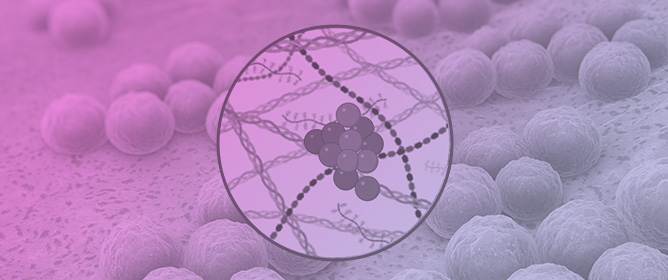 TRPA1 Influences <em>Staphylococcus aureus</em> Skin Infection in Mice and Associates with HIF-1a and MAPK Pathway Modulation