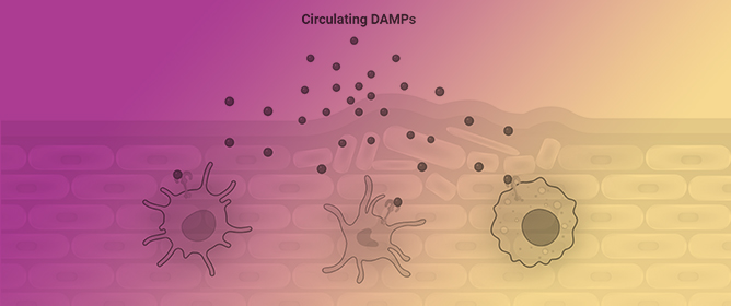 Pathogenesis of Inflammation in Skin Disease: From Molecular Mechanisms to Pathology