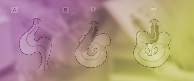 The Functional Significance of Cardiac Looping: Comparative Embryology, Anatomy, and Physiology of the Looped Design of Vertebrate Hearts