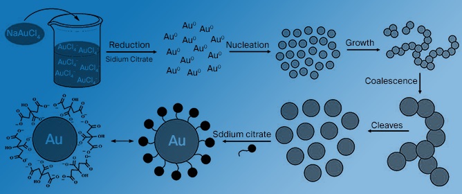 Gold Nanoparticles: A Didactic Step-by-Step of the Synthesis Using the Turkevich Method, Mechanisms, and Characterizations