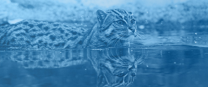 Making<em> Noah&rsquo;s Ark</em> Work for Fishing Cat Conservation: Blueprint for Connecting Populations across a Wild Ex Situ Spectrum