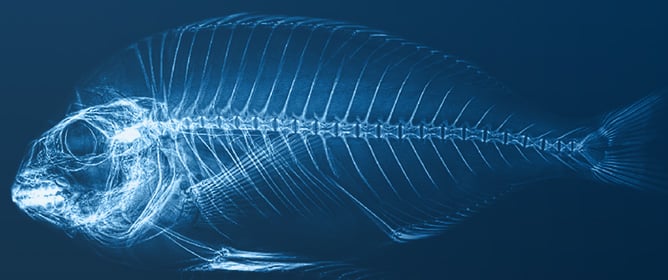 Vitamin D<sub>3</sub> &amp; K<sub>3</sub>: Key Nutrients for Skeletal Integrity, Bone Biomarkers, and Calcium Regulation in Juvenile Seabream