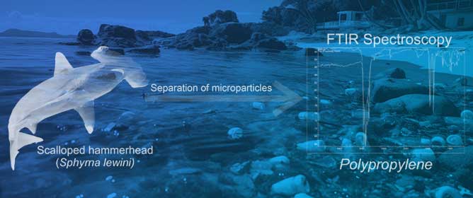 First Data on Anthropogenic Microparticles in the Gastrointestinal Tract of Juvenile Scalloped Hammerhead Sharks (<em>Sphyrna lewini</em>) in the Gulf of California