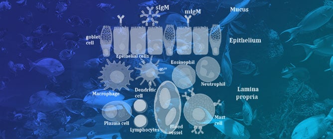 Vitamin A in Fish Well-Being: Integrating Immune Strength, Antioxidant Capacity and Growth