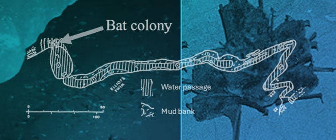 Population Size and Spatial Distribution of the Mexican Blind Cavefish (<em>Astyanax</em>) Within the Caves