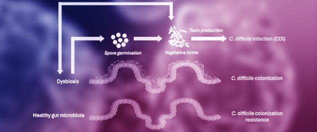 <em>Clostridioides difficile</em> and Gut Microbiota: From Colonization to Infection and Treatment