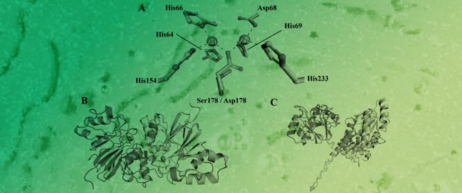 Phage Anti-Pycsar Proteins Efficiently Degrade &beta;-Lactam Antibiotics