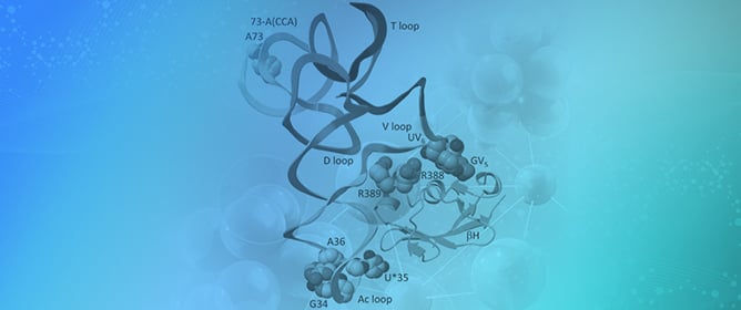 The Origin of Type II tRNA Variable Loops