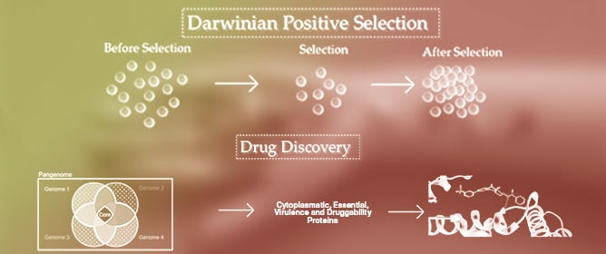 Unveiling Resistance and Virulence Mechanisms under Darwinian Positive Selection for Novel Drug Discovery for <em>Gardnerella vaginalis</em>