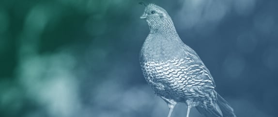 Population Response to Habitat Management from an Endangered Galliform: The Pyrenean Grey Partridge Recovery Project in Lago de Sanabria