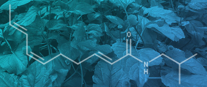 Simple Green Purification of Spilanthol Derived from Natural Deep Eutectic Solvent and Ethanolic <em>Acmella oleracea</em> Extract