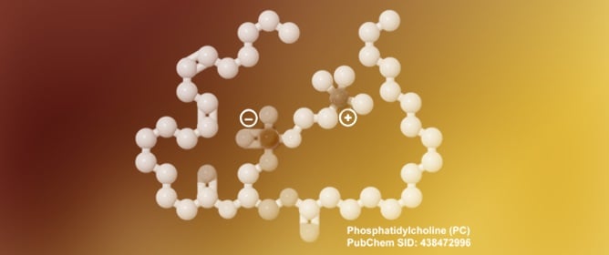 Phosphatidylcholine in Intestinal Mucus Protects against Mucosal Invasion of Microbiota and Consequent Inflammation