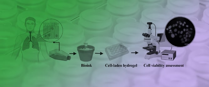 Experimental Study on Compatibility of Human Bronchial Epithelial Cells in Collagen&ndash;Alginate Bioink for 3D Printing