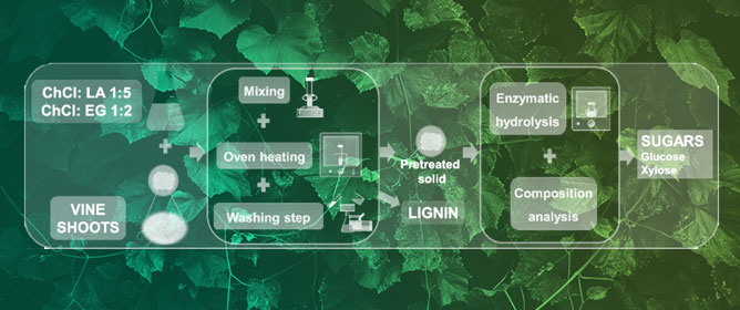 Pretreatment of Vine Shoot Biomass by Choline Chloride-Based Deep Eutectic Solvents to Promote Biomass Fractionation and Enhance Sugar Production