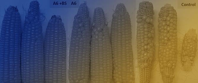 Enhancing Maize Stress Tolerance and Yield with Microbial and No Microbial Biostimulants B<em>acillus velezensis</em> A6 and Lamiales Extract