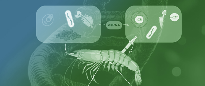 RNA Interference Applied to Crustacean Aquaculture