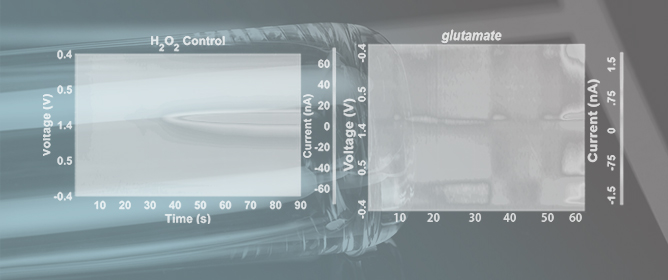 Indirect Voltammetry Detection of Non-Electroactive Neurotransmitters Using Glassy Carbon Microelectrodes: The Case of Glutamate