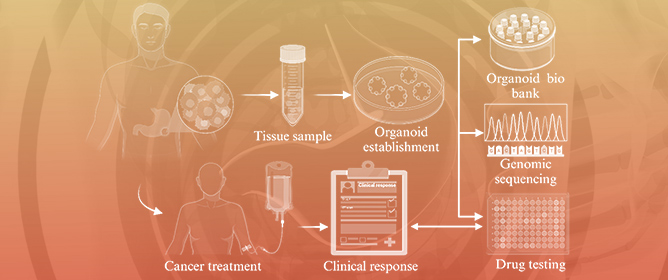 Precision Medicine for Gastric Cancer: Current State of Organoid Drug Testing