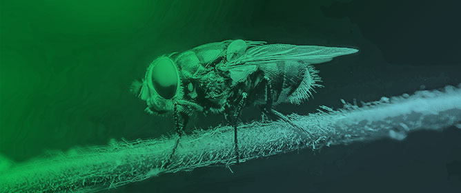 IdentiFLY: The Development and Validation of a 15-Plex SNP Assay for Forensic Identification of UK Blowfly Species (Calliphoridae)