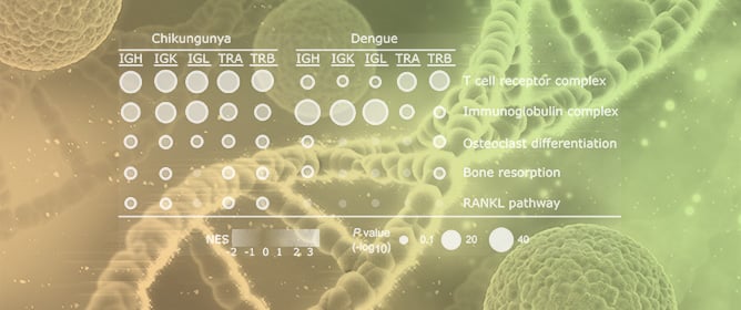 Chikungunya-Driven Gene Expression Linked to Osteoclast Survival and Chronic Arthralgia