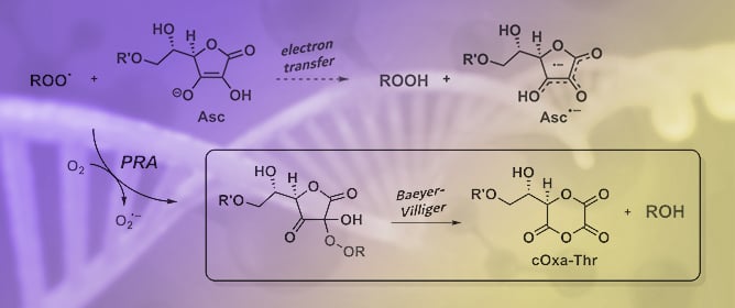 Scavenging of Alkylperoxyl Radicals by Addition to Ascorbate: An Alternative Mechanism to Electron Transfer