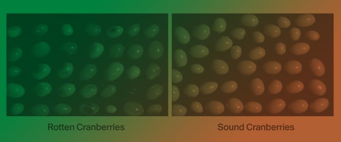 Accurately Identifying Sound vs. Rotten Cranberries Using Convolutional Neural Network