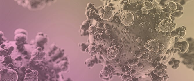 A Novel Jeilongvirus from Florida, USA, Has a Broad Host Cell Tropism Including Human and Non-Human Primate Cells