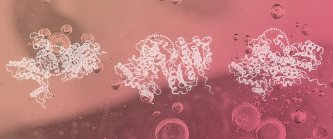 A Computational Study on the Binding Between FtsZ and FtsA of <em>Staphylococcus aureus</em>