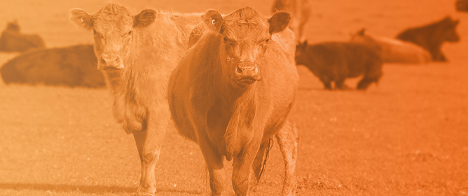 Assessment of the Intra- and Inter-Observer Reliability of Beef Cattle Mobility Scoring Performed by UK Veterinarians and Beef Farmers