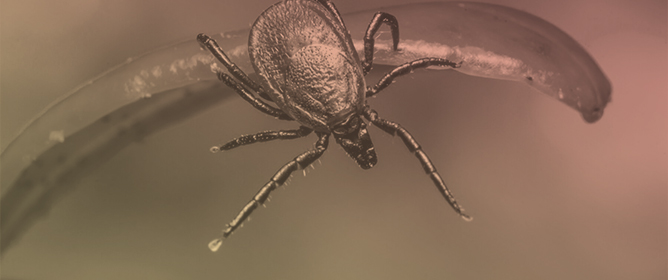 Role of Tick Commensal Bacteria in the Propagation of Emerging Infectious Diseases