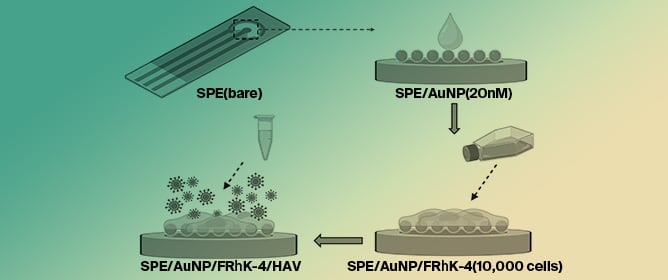 A Cell-Based Electrochemical Biosensor for the Detection ofInfectious Hepatitis A Virus