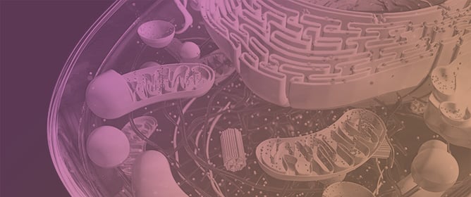 Regulation of Mitochondrial and Peroxisomal Metabolism in Female Obesity and Type 2 Diabetes