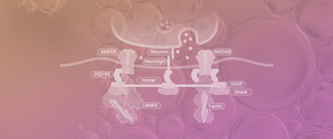 Exploring the Landscape of Pre- and Post-Synaptic Pediatric Disorders with Epilepsy: A Narrative Review on Molecular Mechanisms Involved