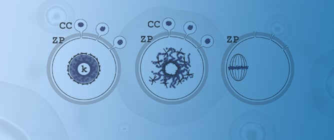 How the Oocyte Nucleolus Is Turned into a Karyosphere