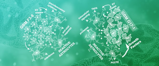 Exosomes from Different GBMs Affect Normal Brain Cells Differently