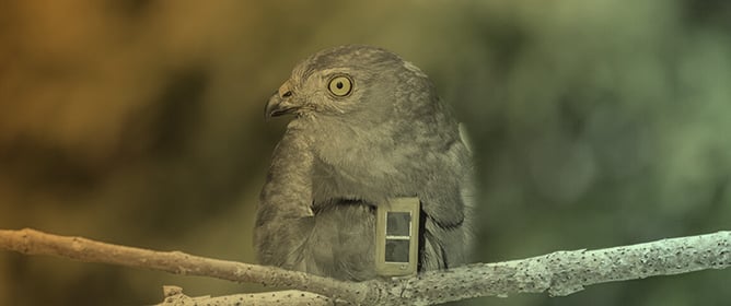 Movements of Juvenile Hen Harriers (<em>Circus cyaneus</em>) Tracked by Satellite Telemetry in Spain