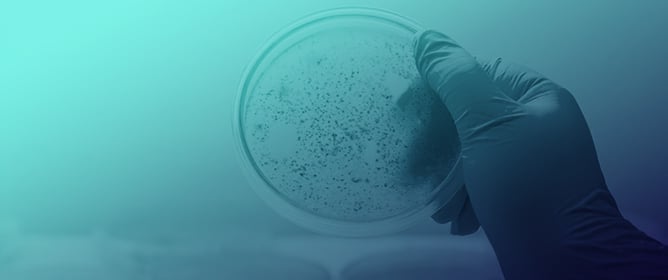 Near-Infrared Estimation of <em>Spirulina platensis</em> Biomass