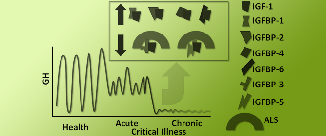 IGFBP-2 in Critical Illness